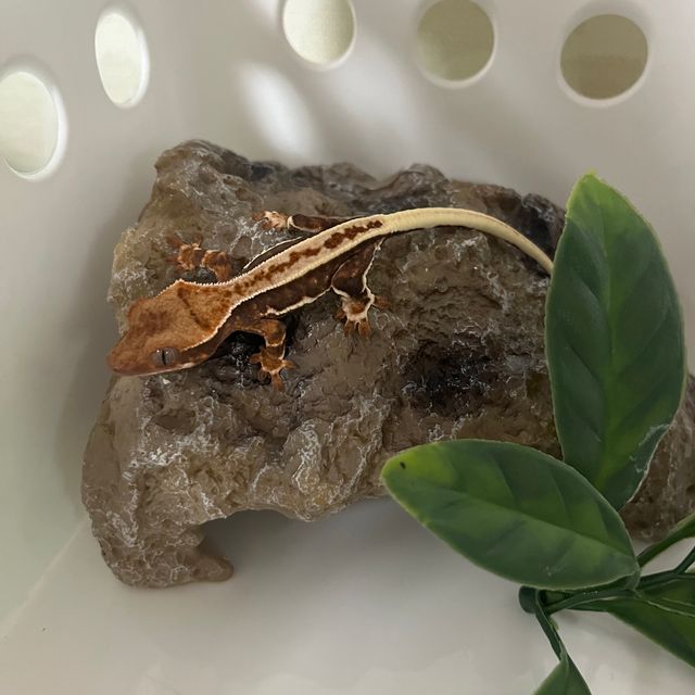 풀핀 릴리화이트