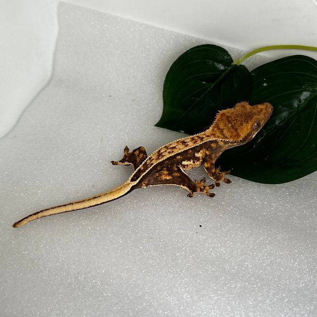 쿼드 풀핀
