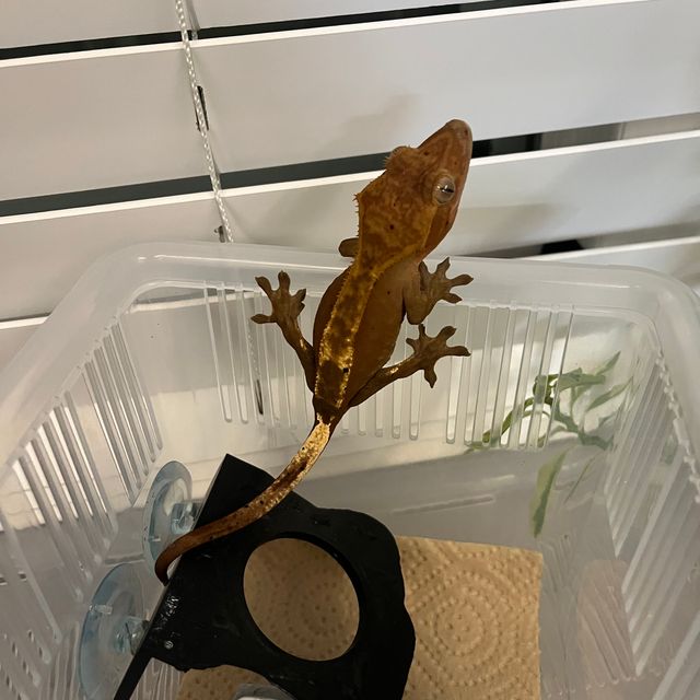 다크 플레임