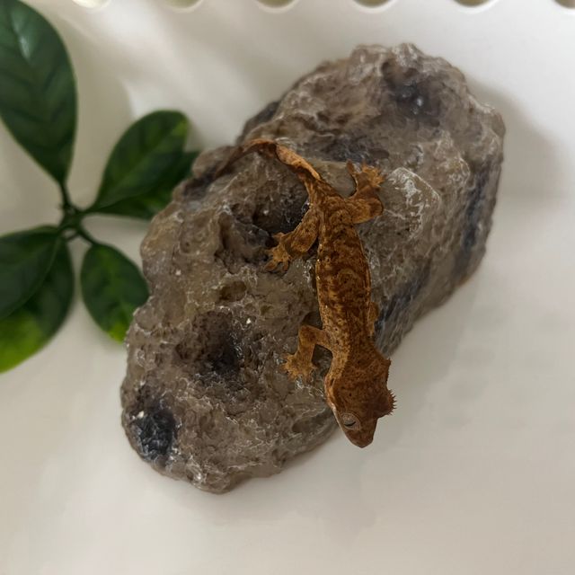 다크 브린들