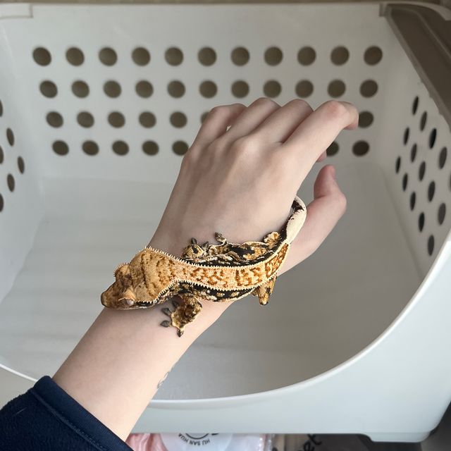 다크 풀핀 트라이 익스트림할리퀸