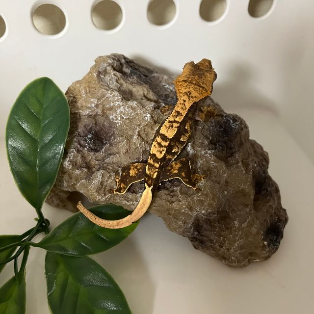 다크 할리퀸