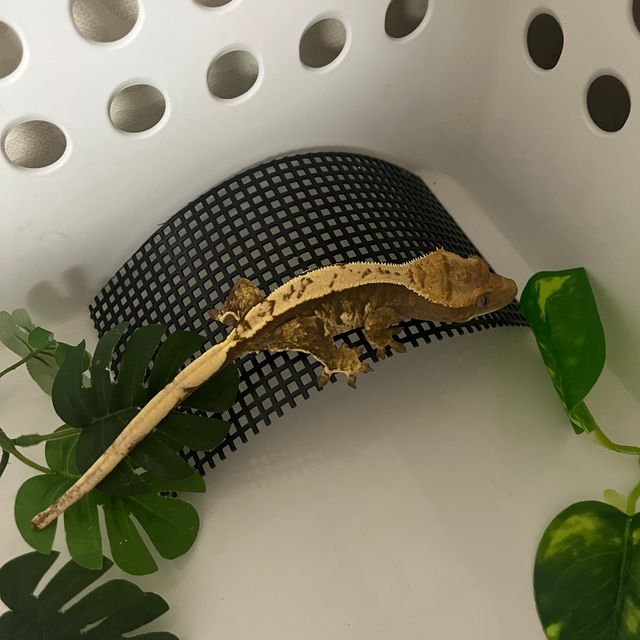익스트림할리퀸