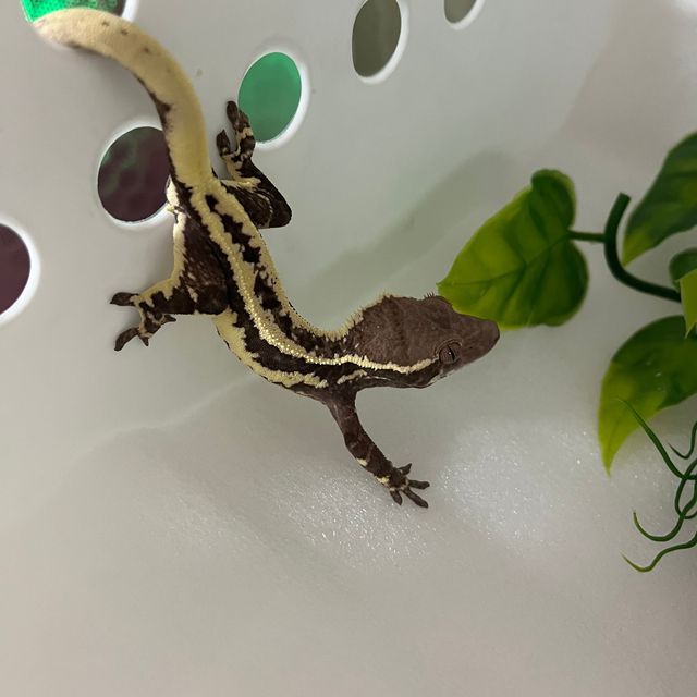 프라푸치노