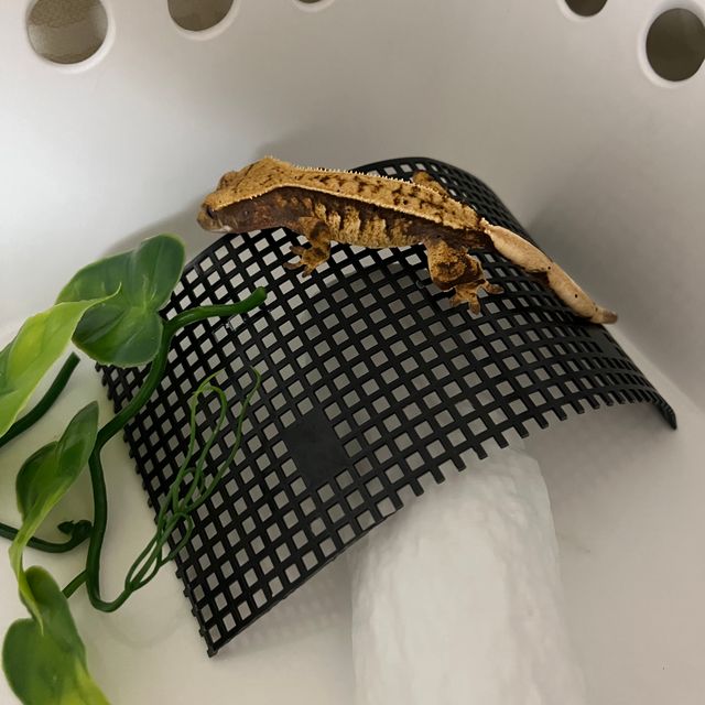 트라이 익스트림할리퀸