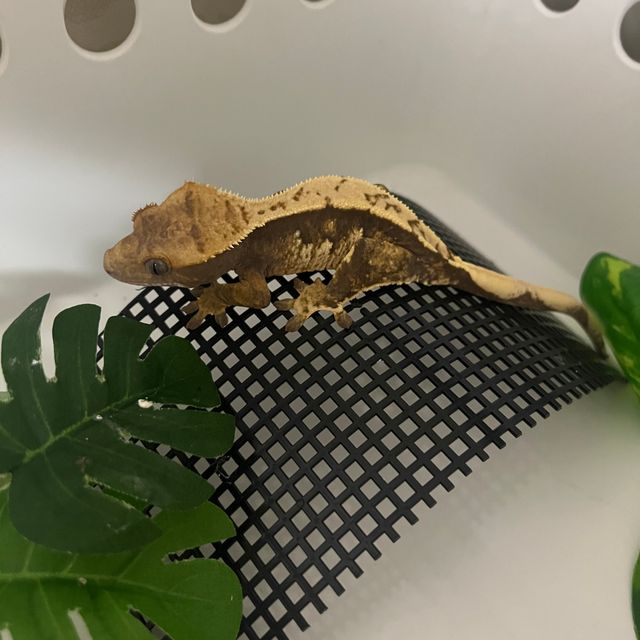 익스트림할리퀸