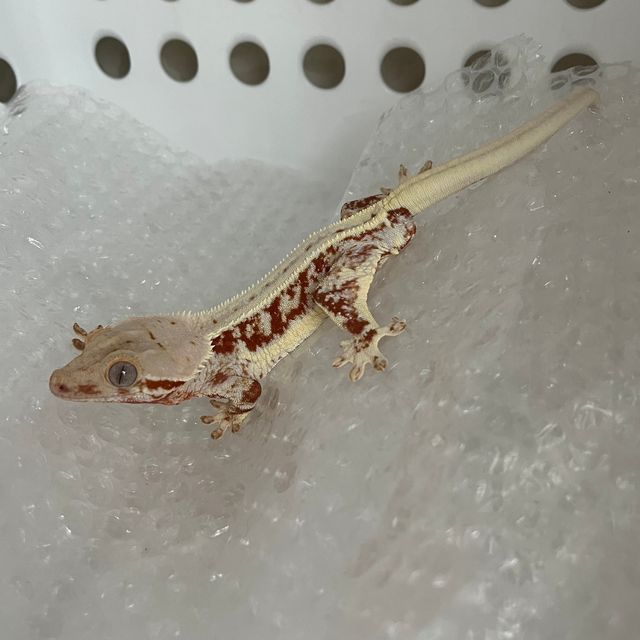 레드 릴리화이트 풀핀
