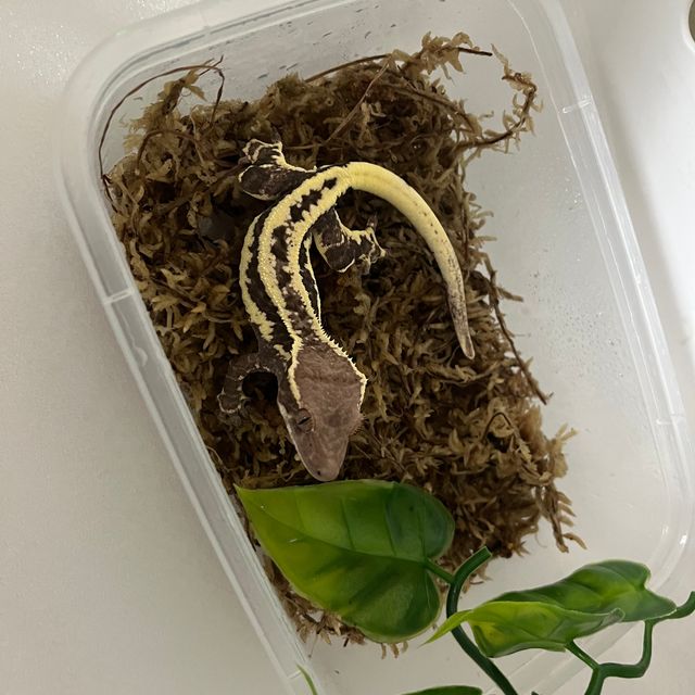 프라푸치노