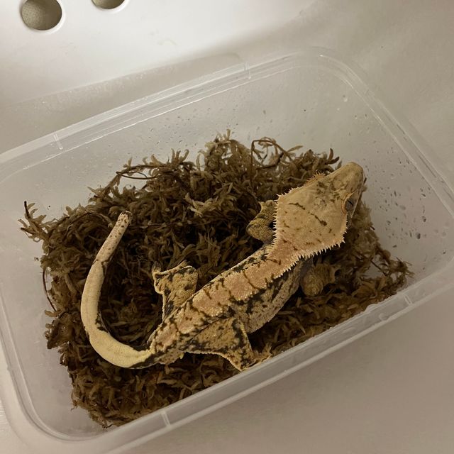 바브 익스트림할리퀸