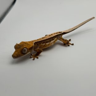 트라이