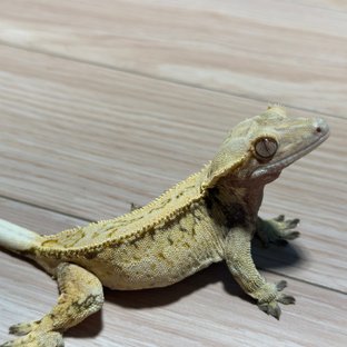 노멀 할리퀸 옐로우