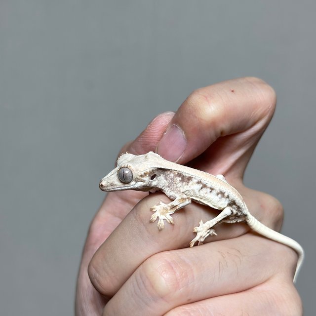 릴리화이트 솔리드백