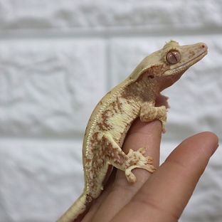 무브