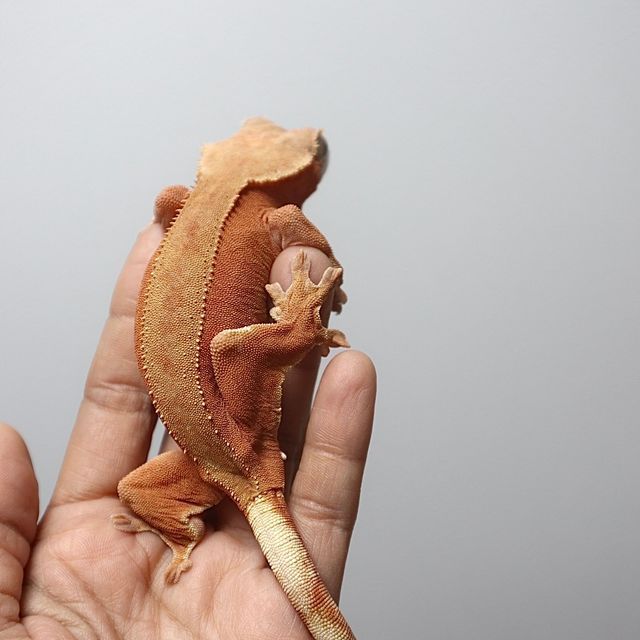바이 레드