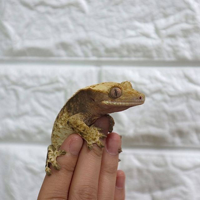 익스트림할리퀸 트라이