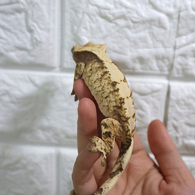익스트림할리퀸 트라이