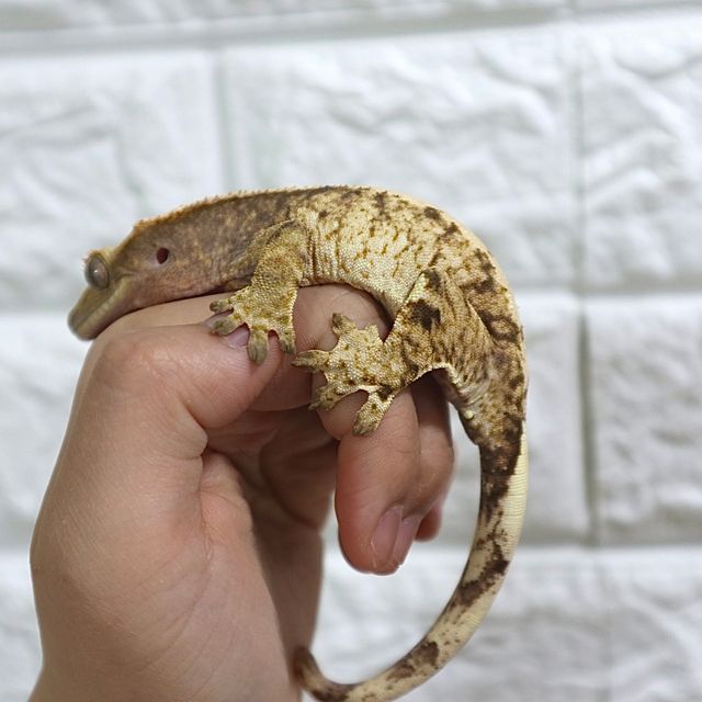 익스트림할리퀸 트라이