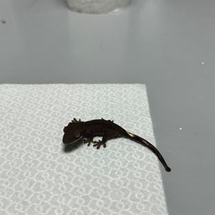 알티 챠콜