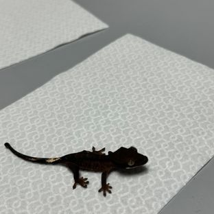 알티 챠콜