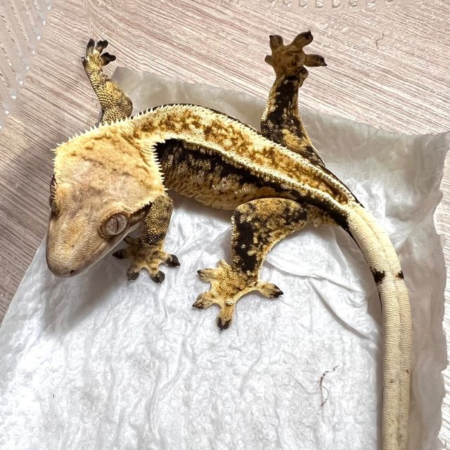 트라이 쿼드 풀핀