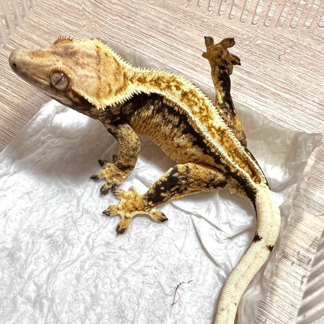 트라이 쿼드 풀핀