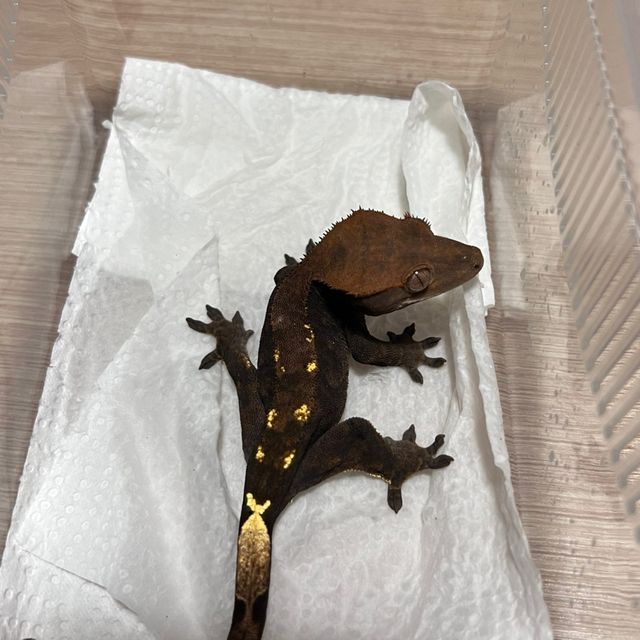 카푸치노