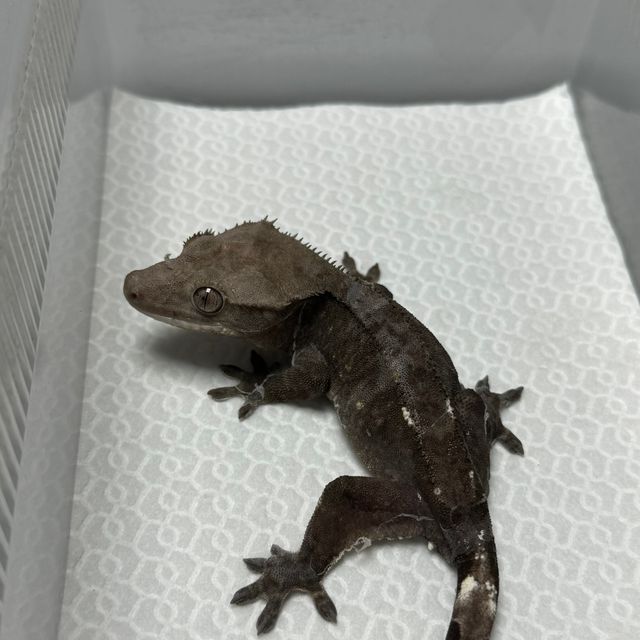 아잔틱