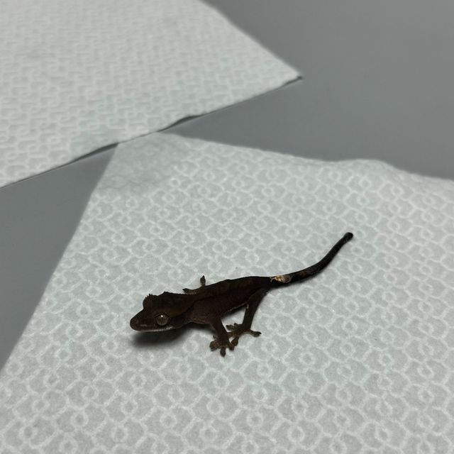 챠콜 카푸치노