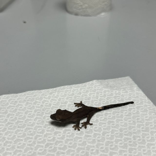 챠콜 카푸치노