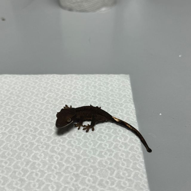 알티 챠콜