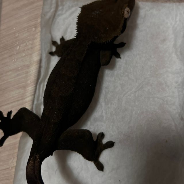 알티 챠콜