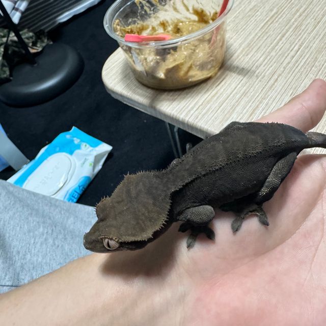 알티 챠콜