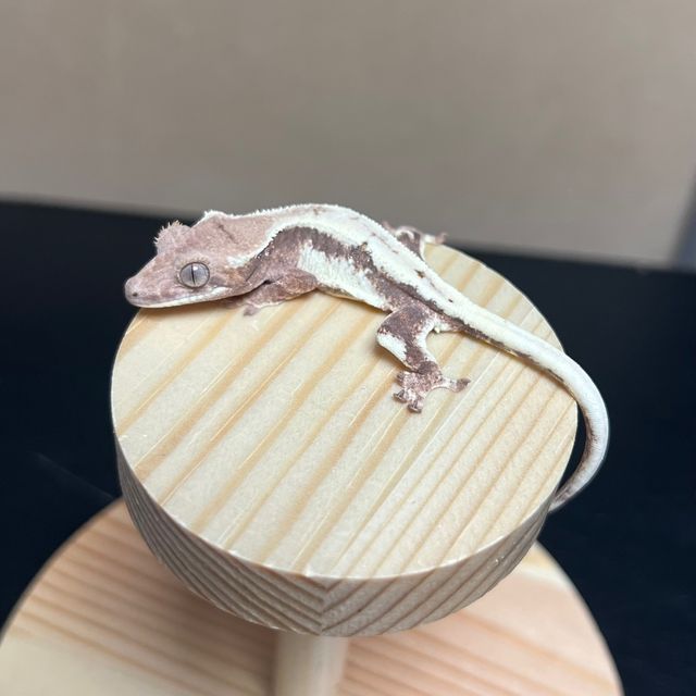 릴리 세이블