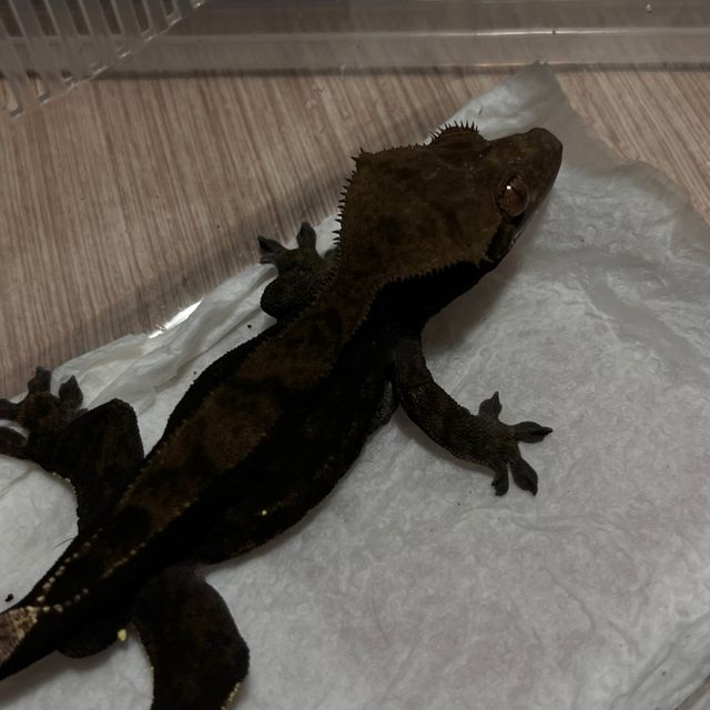 알티 챠콜