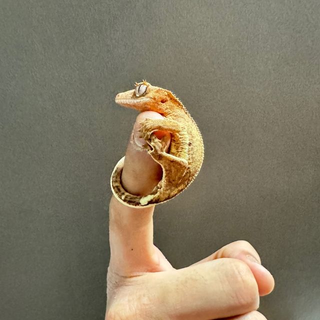 팬텀 릴리화이트