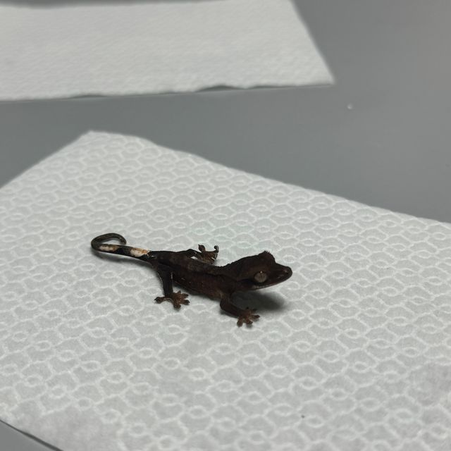 챠콜 다크 벅스킨