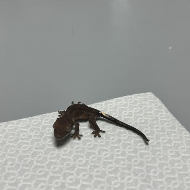 다크 팬텀 카푸치노