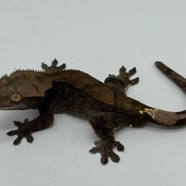 다크 팬텀 카푸치노