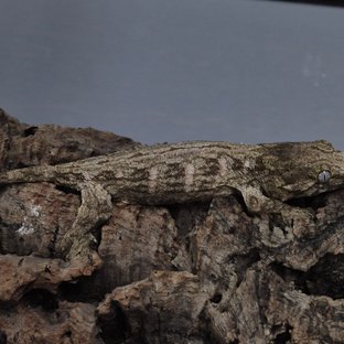 코기스 트로거 프리델 헷 멜라니스틱