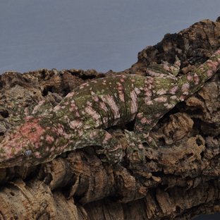 GT 하키토 다스몰 레드바 하이 컬러