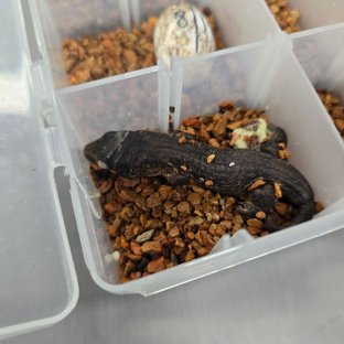 멜라니스틱 GT 코기스 트로거 프리델