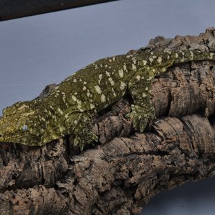 GT 코기스 프리델 트로거