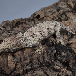 GT 레드바 하키토