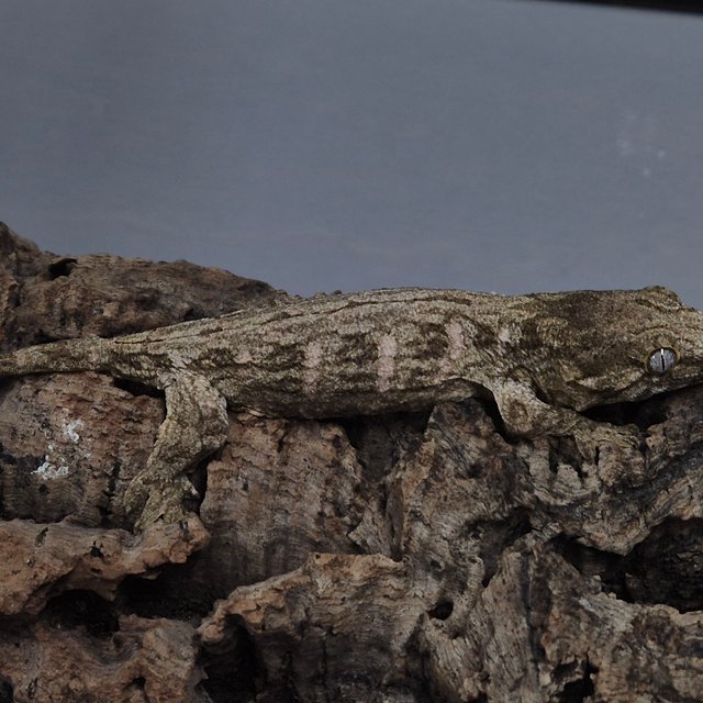 코기스 트로거 프리델 헷 멜라니스틱