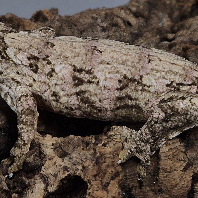 GT 레드바 하키토