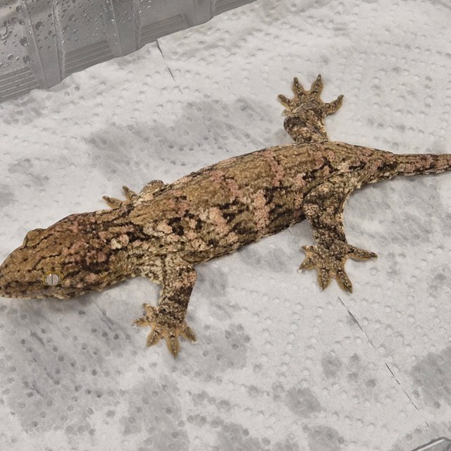 GT 코기스 프리델 레드바