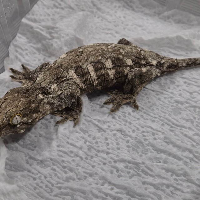 GT 코기스 프리델