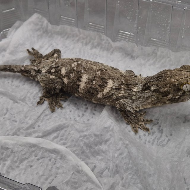 GT 코기스 프리델