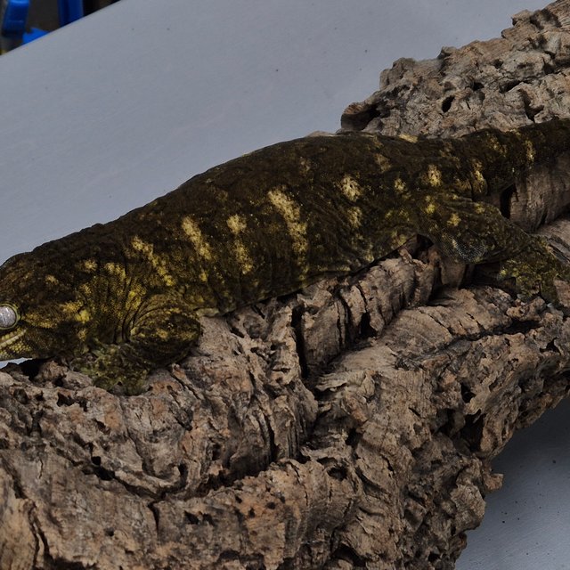 GT 코기스 트로거 다크