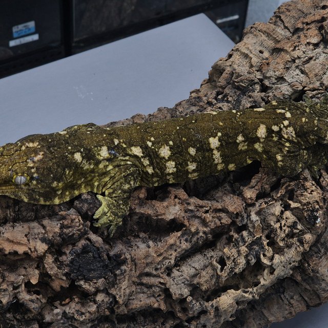 GT 코기스 프리델